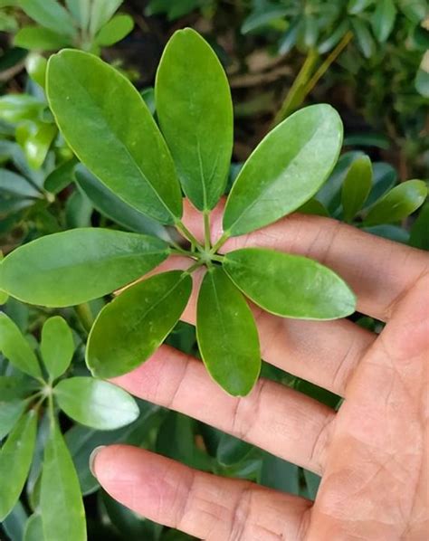 鴨腳木|香港濕地公園